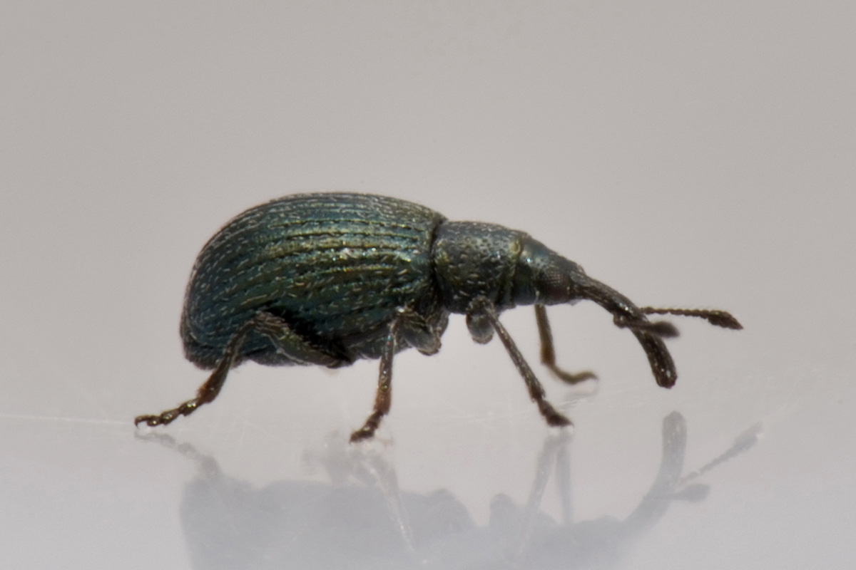 Apionidae: Ischnopterapion virens?  Sì !